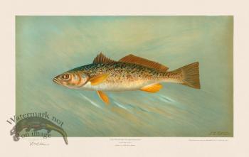 Weakfish or Squeteague